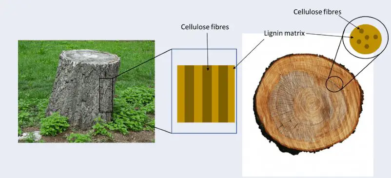 Basic micro-structure of timber