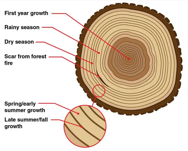 growth rings in timber
